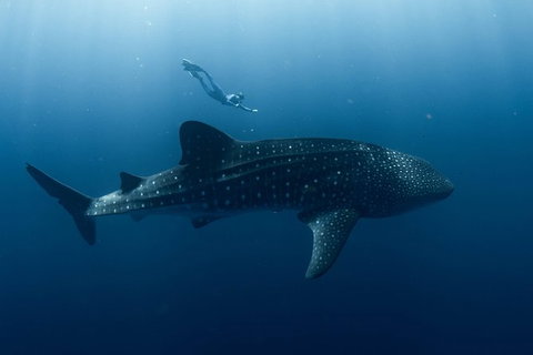 Swim With Whale Sharks - Ningaloo Reef - 3 Islands Whale Shark Dive - Yamba Accommodation 8