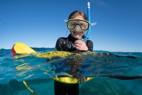 Swim With Whale Sharks - Ningaloo Reef - 3 Islands Whale Shark Dive - Yamba Accommodation 17