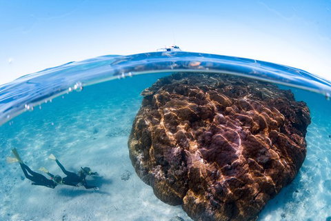 Swim With Whale Sharks - Ningaloo Reef - 3 Islands Whale Shark Dive - Yamba Accommodation 10