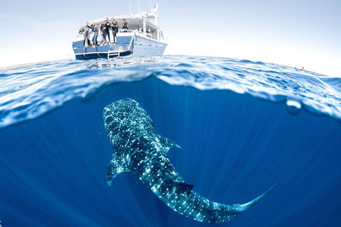 Swim With Whale Sharks - Ningaloo Reef - 3 Islands Whale Shark Dive - Yamba Accommodation 3