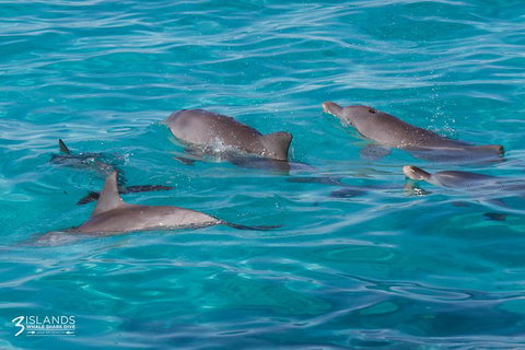 Swim With Whale Sharks - Ningaloo Reef - 3 Islands Whale Shark Dive - Yamba Accommodation 7