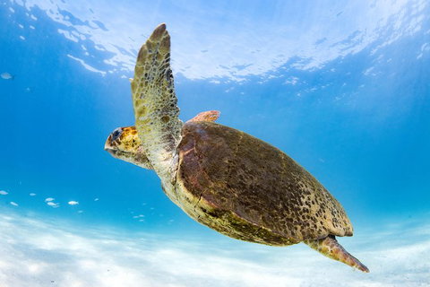 Swim With Whale Sharks - Ningaloo Reef - 3 Islands Whale Shark Dive - Yamba Accommodation 6