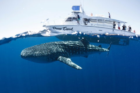 Swim With Whale Sharks - Ningaloo Reef - 3 Islands Whale Shark Dive - Yamba Accommodation 2