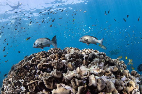 Swim With Whale Sharks - Ningaloo Reef - 3 Islands Whale Shark Dive - Yamba Accommodation 14