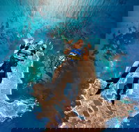 Rottnest Island Tandem Skydive - Yamba Accommodation