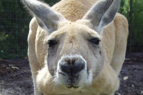 Discover Perth Full Day Tour - Yamba Accommodation 0