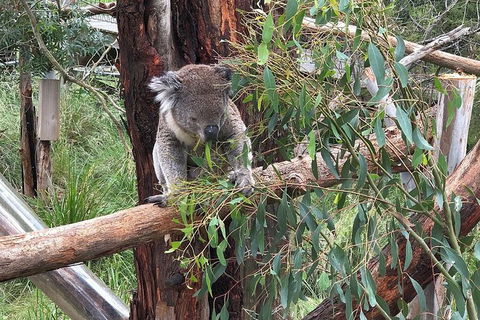 Day Tour Of Phillip Island, The Surrounding Region And Wine Tasting - Yamba Accommodation 10