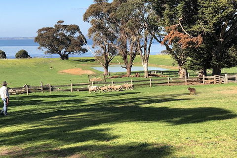 Day Tour Of Phillip Island, The Surrounding Region And Wine Tasting - Yamba Accommodation 13