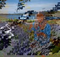 Port Arthur and Lavender Farm Active Day Tour - Yamba Accommodation