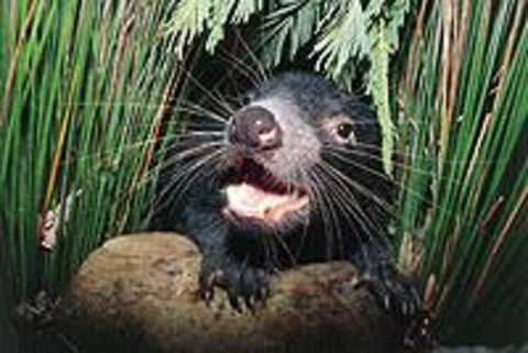 Hobart Shore Excursion: Half Day Bonorong Wildlife Park With Richmond Tour - Yamba Accommodation 0