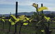 Mona And Wine Experience Tour - thumb 1