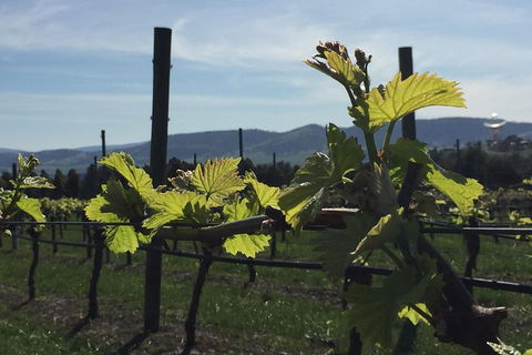 Mona And Wine Experience Tour - Yamba Accommodation 1