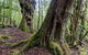 3-Day Cradle Mountain Photography Workshop - thumb 6