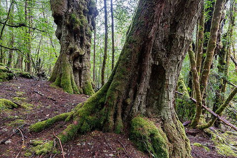 3-Day Cradle Mountain Photography Workshop - Yamba Accommodation 6