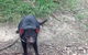 South East Food, Sightseeing Private Tour With The Tasmanian Devil Unzoo - thumb 0