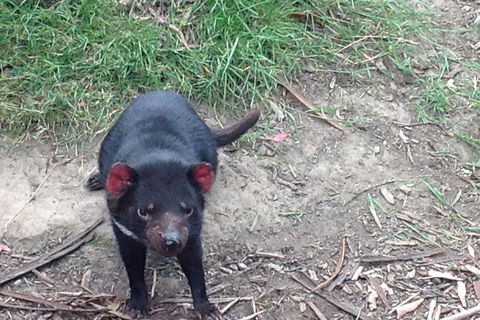 South East Food, Sightseeing Private Tour With The Tasmanian Devil Unzoo - Yamba Accommodation 0