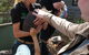 Private Bonorong Wildlife Sanctuary And Richmond 5 Hour Trip From Hobart - thumb 5
