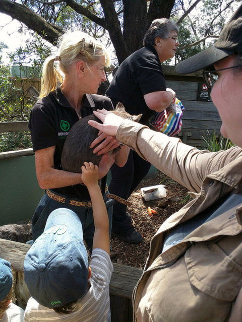 Private Bonorong Wildlife Sanctuary And Richmond 5 Hour Trip From Hobart - Yamba Accommodation 5