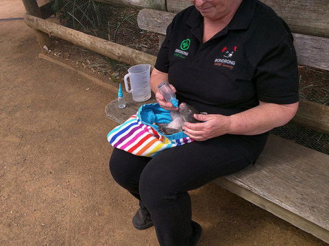Private Bonorong Wildlife Sanctuary And Richmond 5 Hour Trip From Hobart - Yamba Accommodation 2