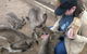 Private Bonorong Wildlife Sanctuary And Richmond 5 Hour Trip From Hobart - thumb 3