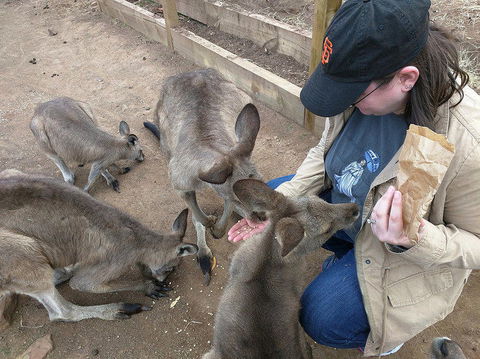 Private Bonorong Wildlife Sanctuary And Richmond 5 Hour Trip From Hobart - Yamba Accommodation 3