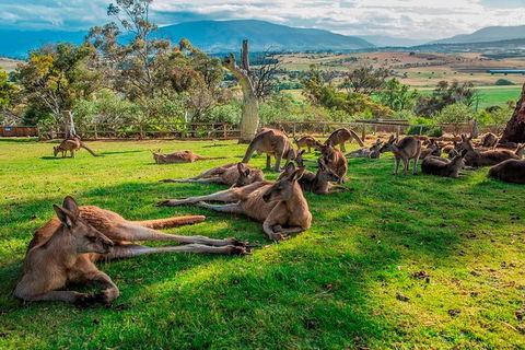 Five Of Hobart's Best In One Day - Yamba Accommodation 1