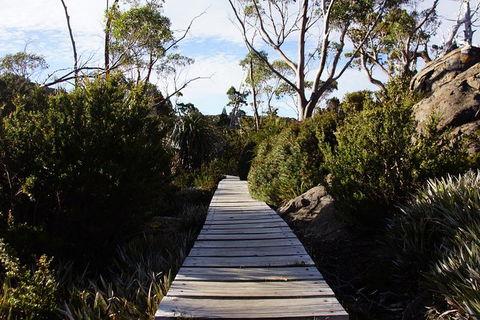 Mount Field National Park - Tarn Shelf & Russell Falls - Guided Hiking Tour - Yamba Accommodation 5