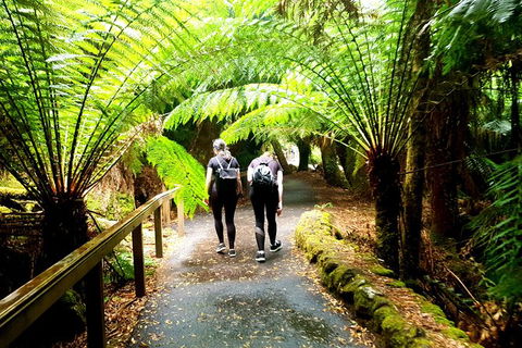Mount Field National Park - Tarn Shelf & Russell Falls - Guided Hiking Tour - Yamba Accommodation 7