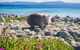 3-Day: Hobart Nature Walking Tour: Maria Island, Cape Raoul & Mount Field - thumb 7