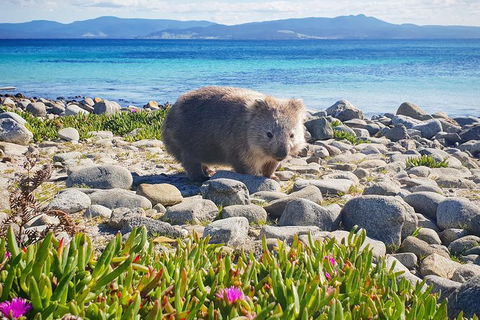 3-Day: Hobart Nature Walking Tour: Maria Island, Cape Raoul & Mount Field - Yamba Accommodation 7