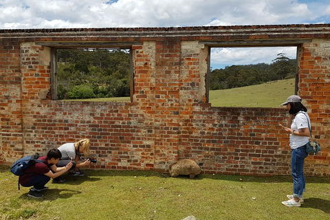 3-Day: Hobart Nature Walking Tour: Maria Island, Cape Raoul & Mount Field - Yamba Accommodation 8