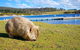 3-Day: Hobart Nature Walking Tour: Maria Island, Cape Raoul & Mount Field - thumb 14
