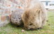 3-Day: Hobart Nature Walking Tour: Maria Island, Cape Raoul & Mount Field - thumb 4