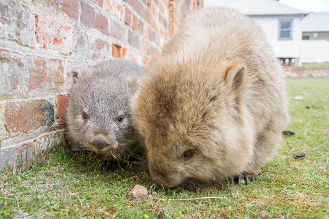 3-Day: Hobart Nature Walking Tour: Maria Island, Cape Raoul & Mount Field - Yamba Accommodation 4