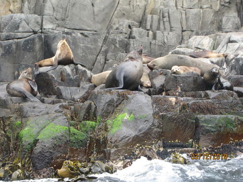 Full-Day Bruny Island Tour From Hobart - Yamba Accommodation 2
