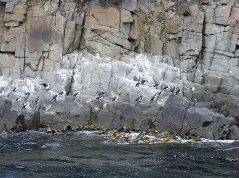 Full-Day Bruny Island Tour From Hobart - Yamba Accommodation 24