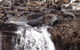 Full-Day Bruny Island Tour From Hobart - thumb 21