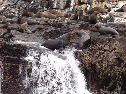 Full-Day Bruny Island Tour From Hobart - Yamba Accommodation 21
