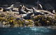 Full-Day Bruny Island Tour From Hobart - thumb 15
