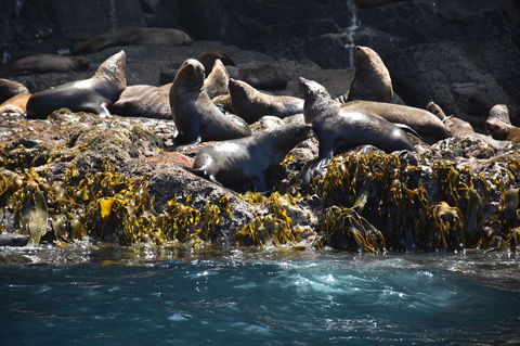 Full-Day Bruny Island Tour From Hobart - Yamba Accommodation 15