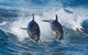 Full-Day Bruny Island Tour From Hobart - thumb 29