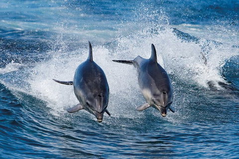Full-Day Bruny Island Tour From Hobart - Yamba Accommodation 29