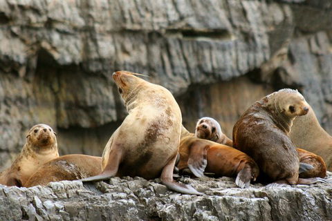 Day Trip To Tasman Peninsula And Port Arthur Historic Site From Hobart - Yamba Accommodation 14