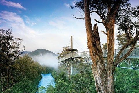 Cruise Ship Special From Hobart: Mt Wellington And Tahune AirWalk - Yamba Accommodation 2