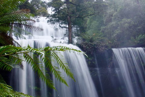 Mt. Field National Park And Bonorong Wildlife Park - Yamba Accommodation 1