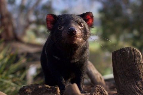 Mt. Field National Park And Bonorong Wildlife Park - Yamba Accommodation 0