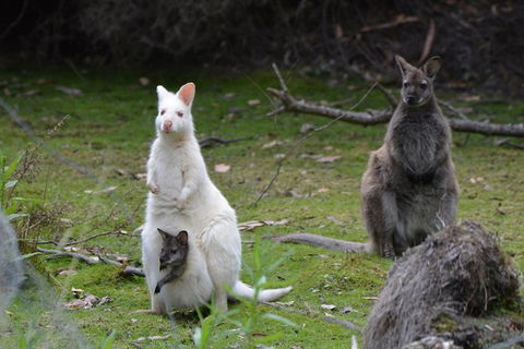 Full-Day Guided Bruny Island Tour From Hobart - Yamba Accommodation 5