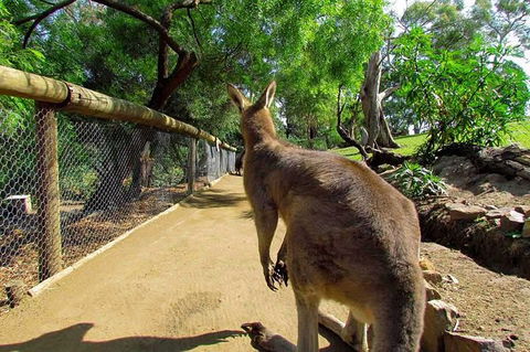 Wilderness And Wildlife - Yamba Accommodation 0
