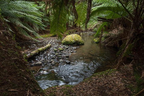 Mt Field National Park Premium Private Photo-oriented Day Tour From Hobart - Yamba Accommodation 1