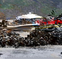 3-Hour Bruny Island Cruise from Adventure Bay - Yamba Accommodation